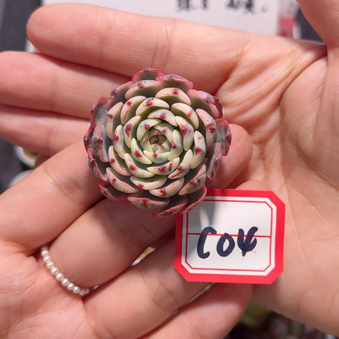 【闪购商品】c 04 c c