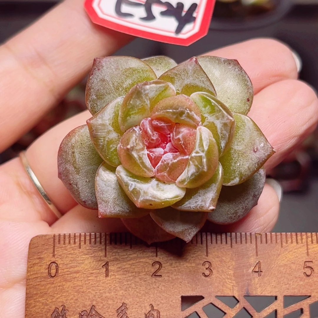 E524 一物一拍 糖心系列