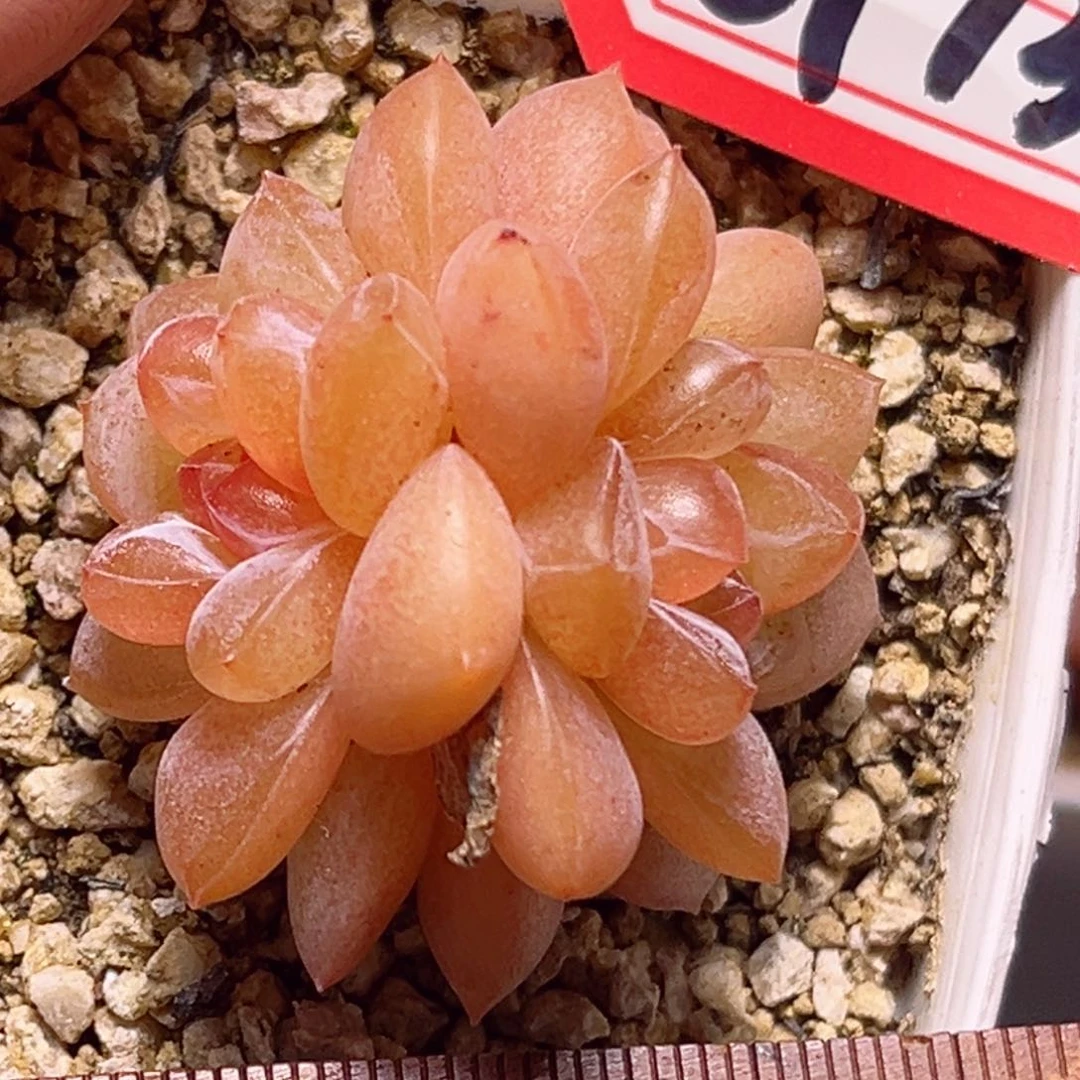 G136 一物一拍 纤尘