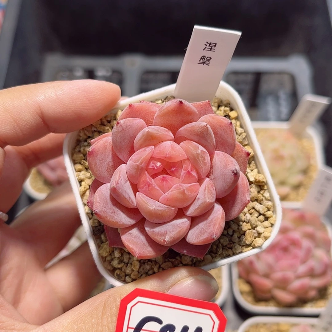 【闪购商品】G84 c c