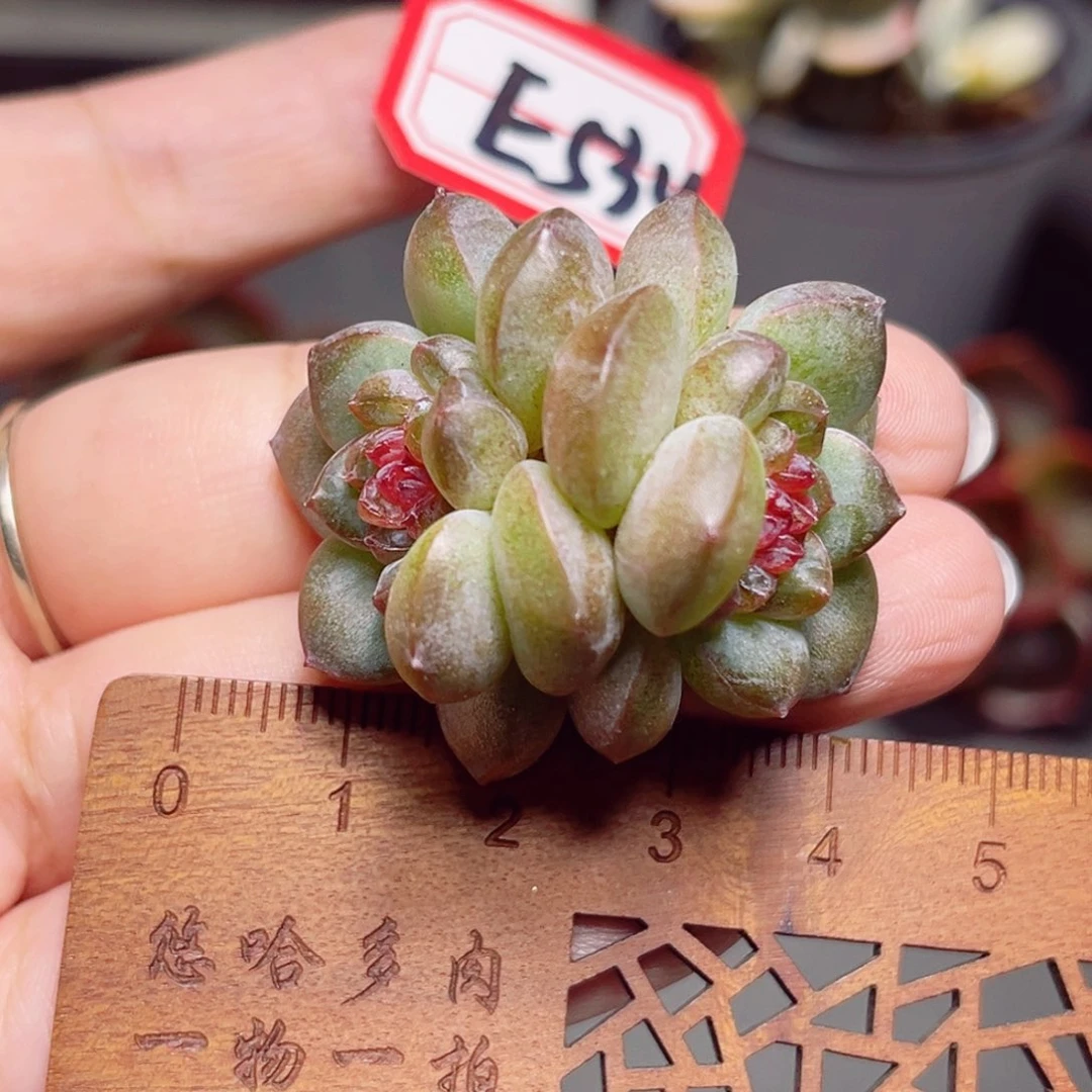 E534 一物一拍 黯黑珍妮