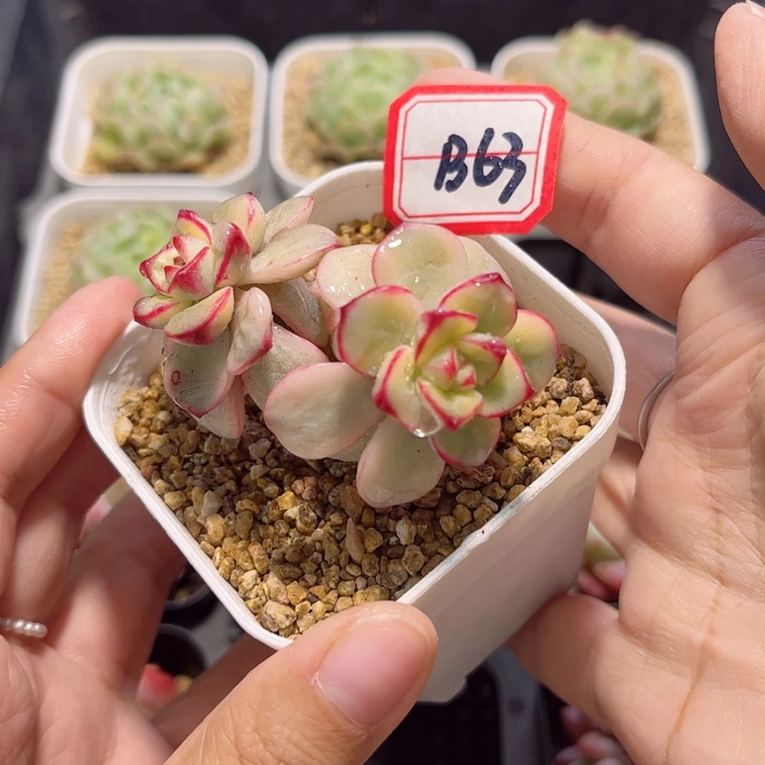 【闪购商品】B63探戈锦