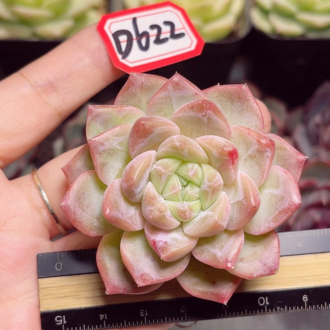 D622 一物一拍 井中月