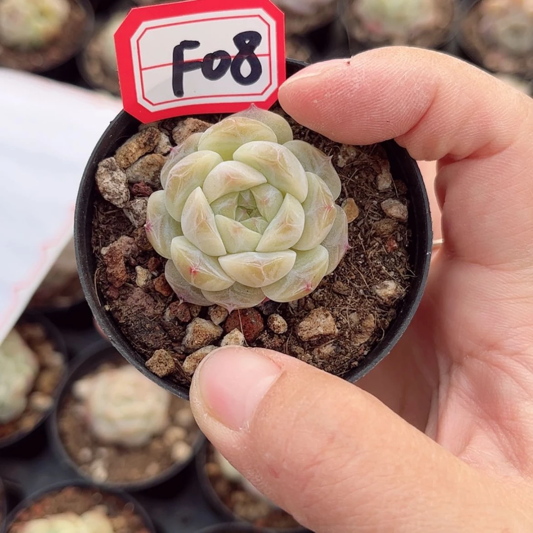 【闪购商品】F08 c c