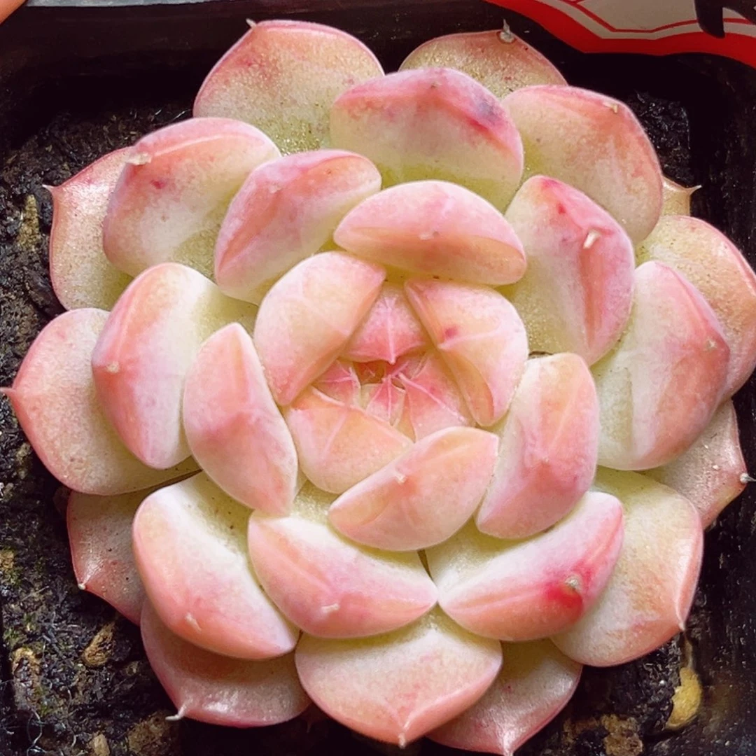 A673 一物一拍 珍妮