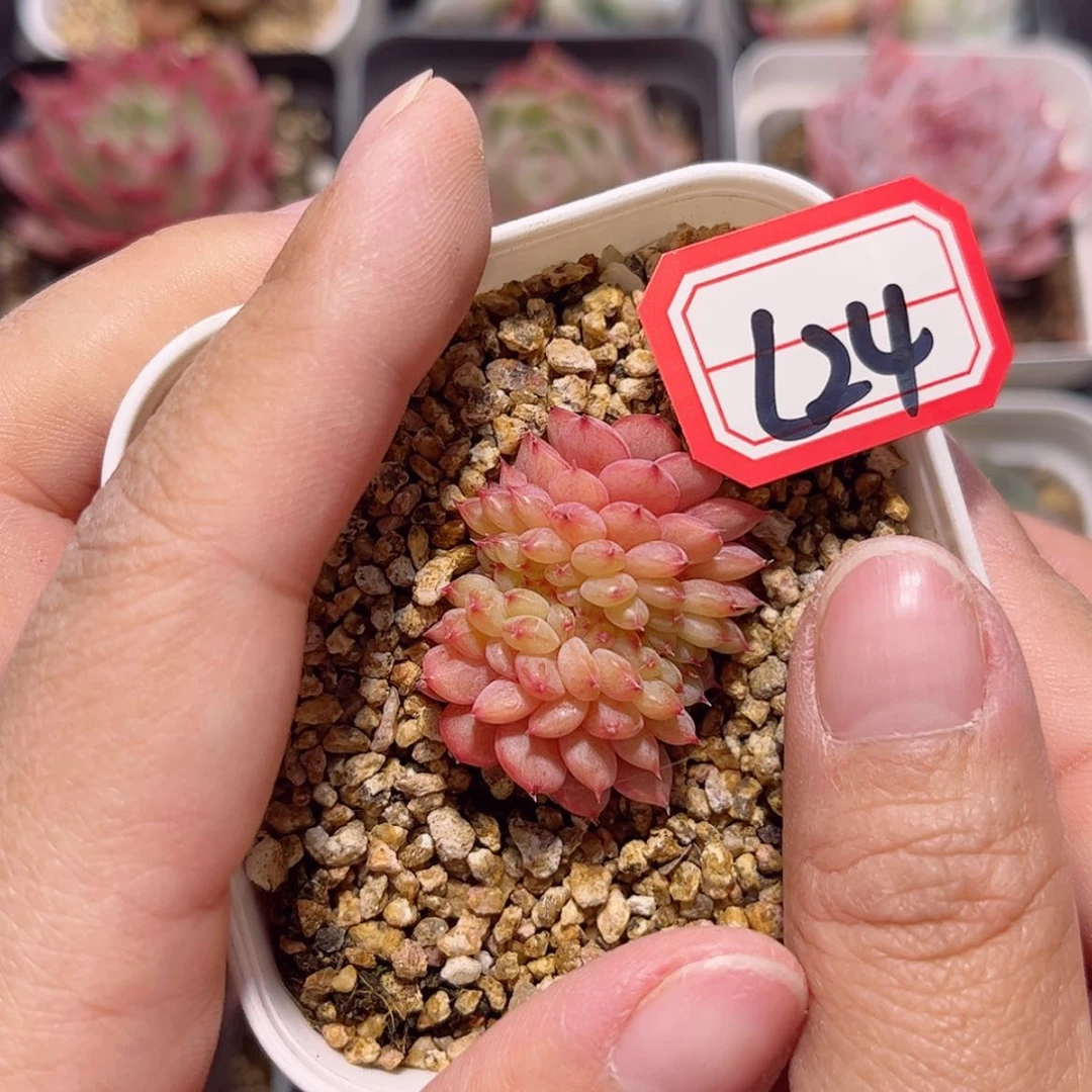 【闪购商品】L24哈尼缀