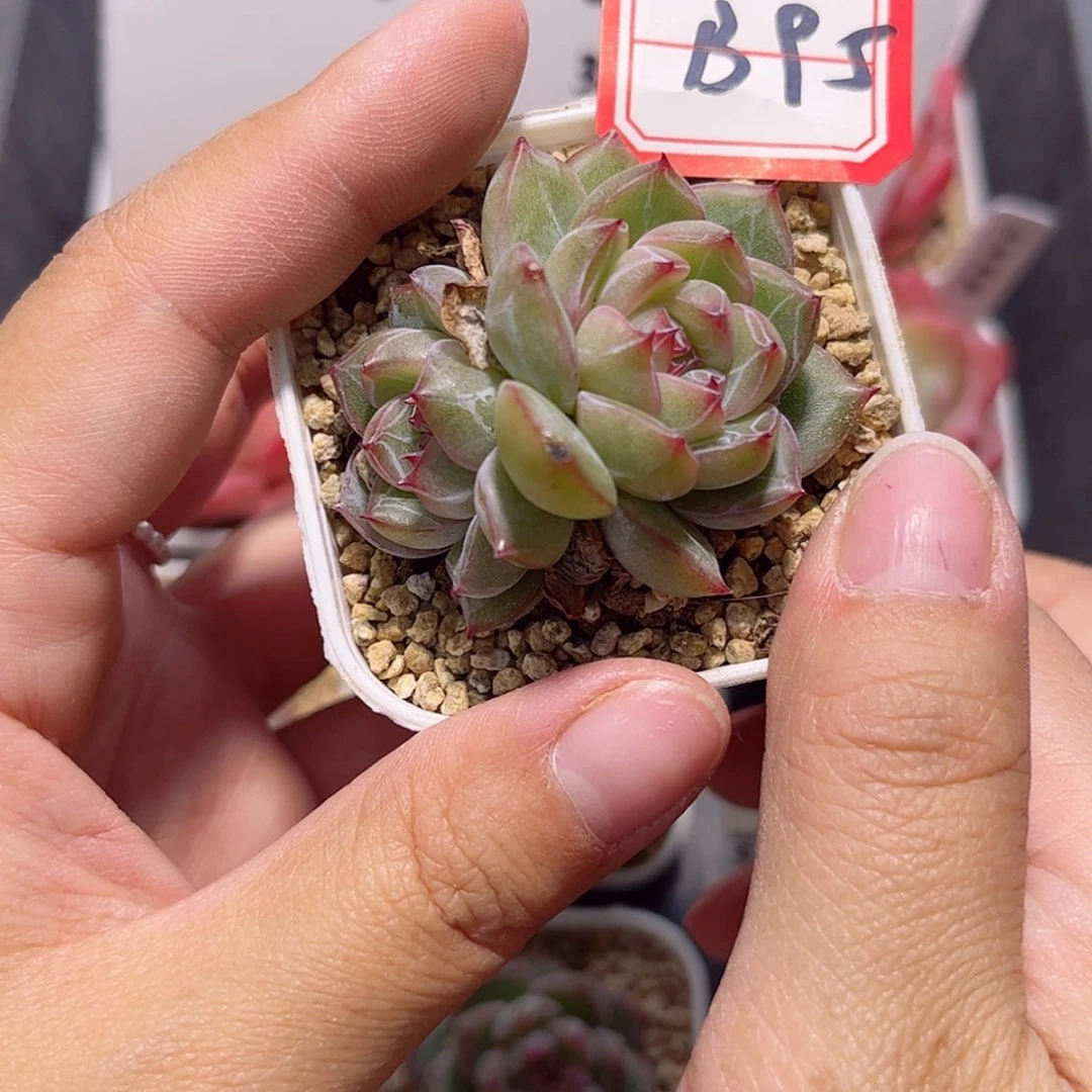 【闪购商品】哈*哈B95 c c