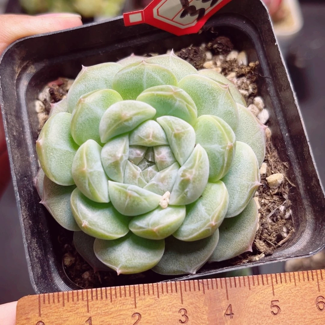 A339 一物一拍 朦胧