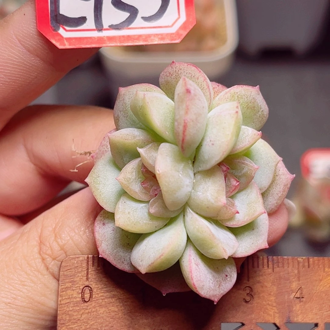 E955 一物一拍 梦幻泡影