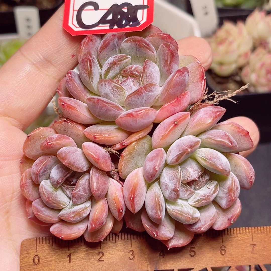 C485 一物一拍 红恋群