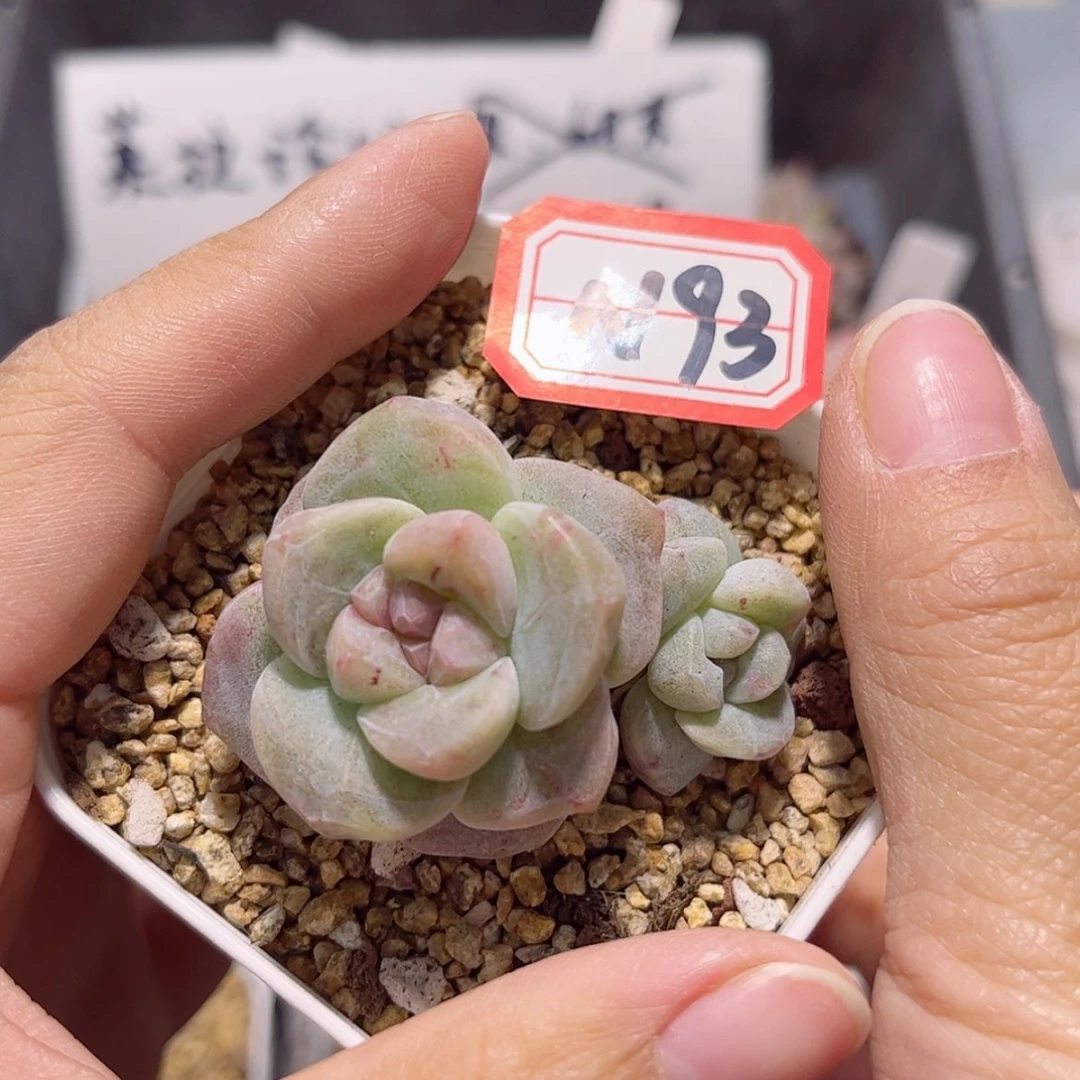 【闪购商品】N93冰玉石化