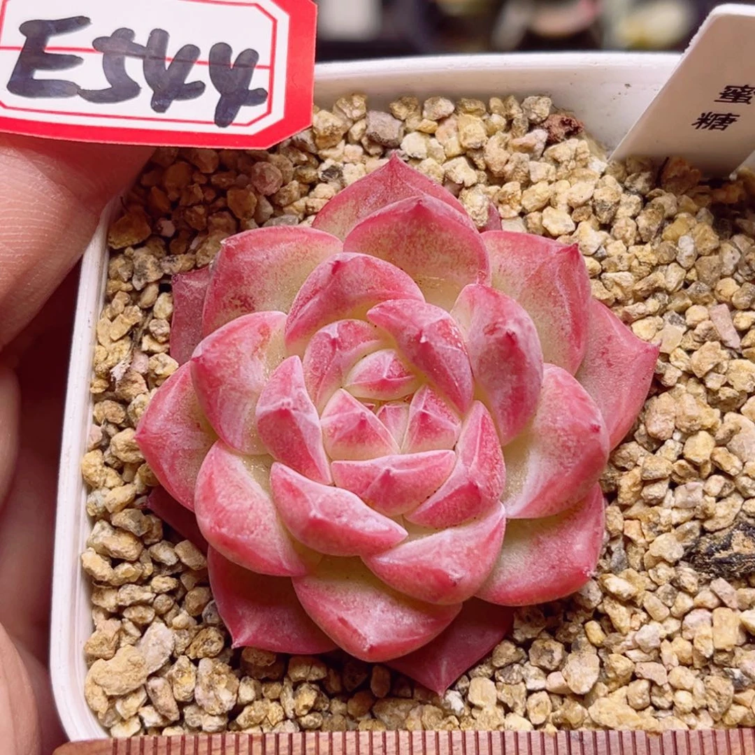 E544 一物一拍 蜜糖