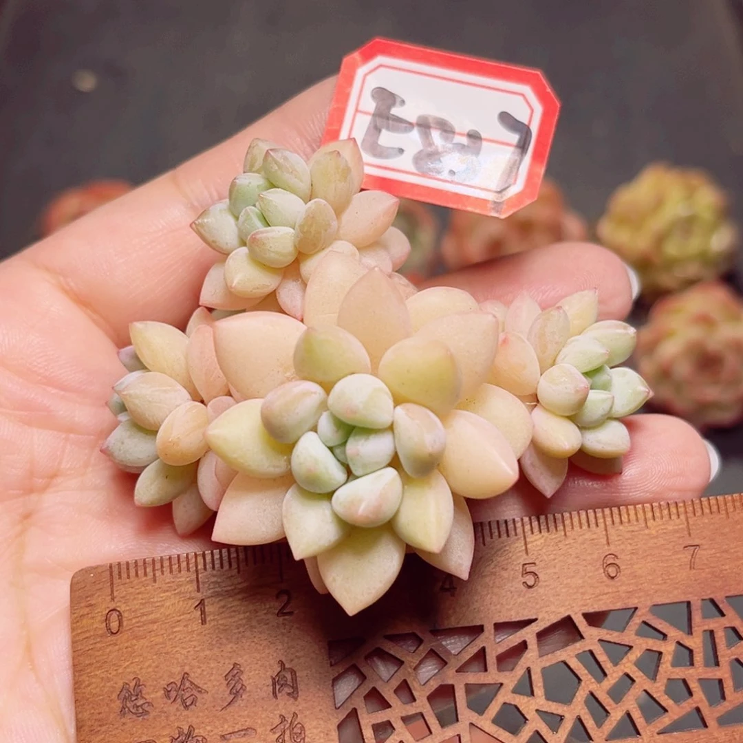 E837一物一拍 珍珠奶