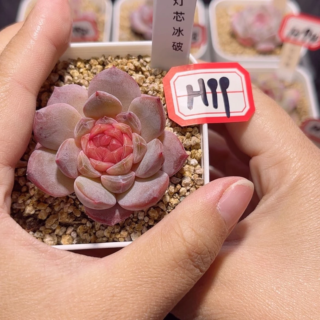 【闪购商品】H99 c c