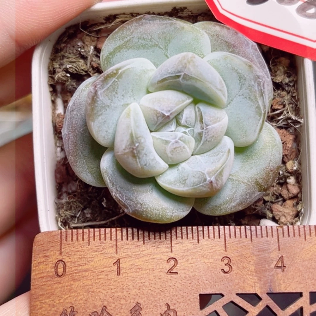 D358 一物一拍 胖头鱼