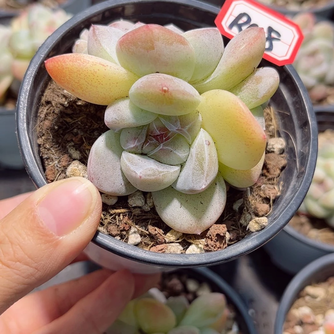 【闪购商品】?**?R08