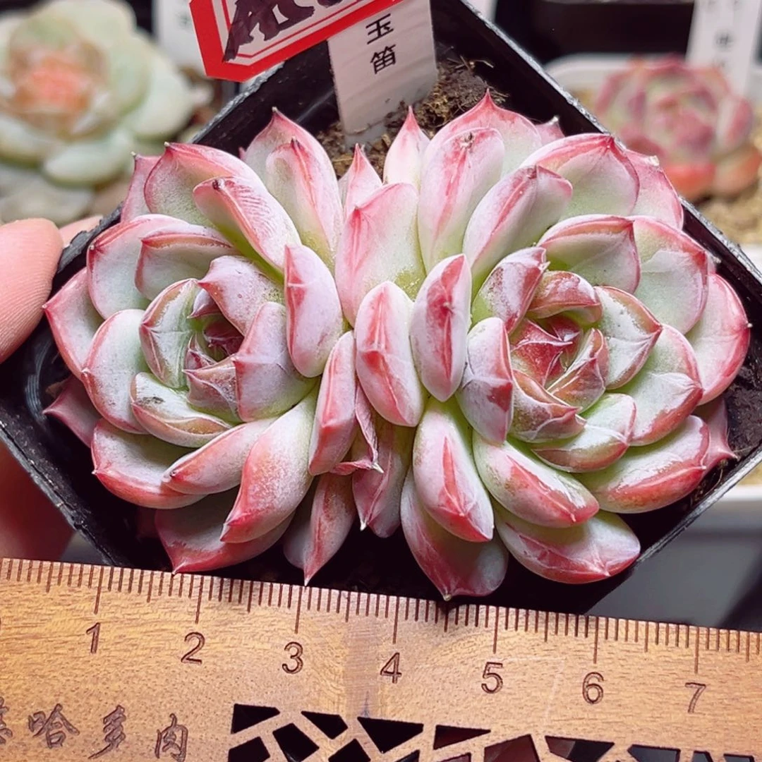 A568 一物一拍 琴心