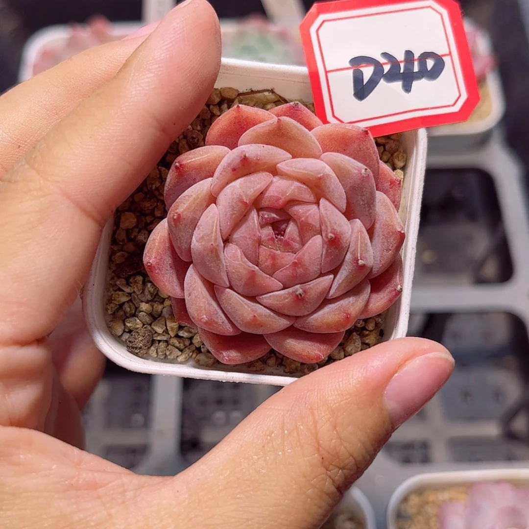 【闪购商品】D40 c c