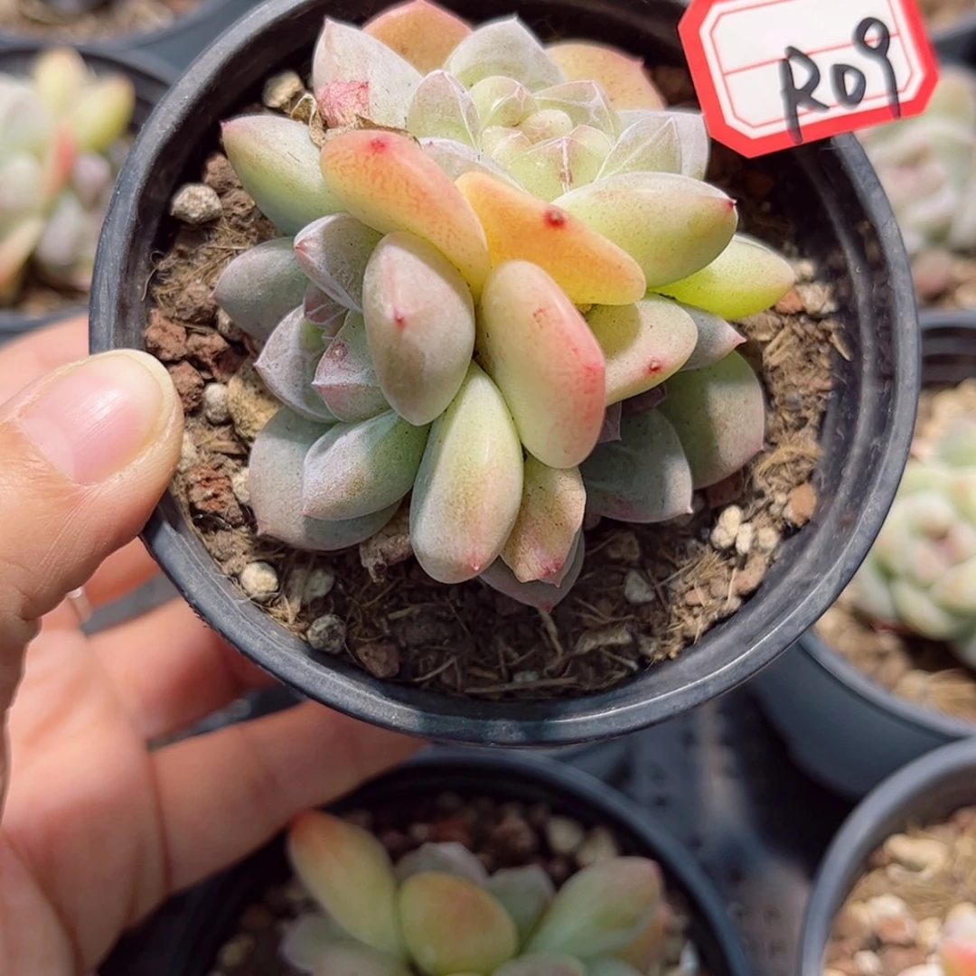 【闪购商品】依***合R09