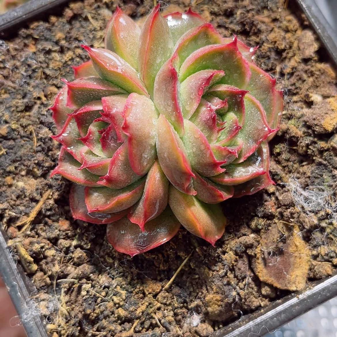 【闪购商品】霜*?u 67