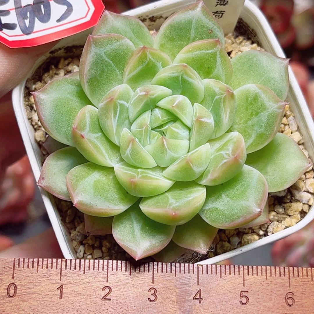 E603 一物一拍 冰薄荷