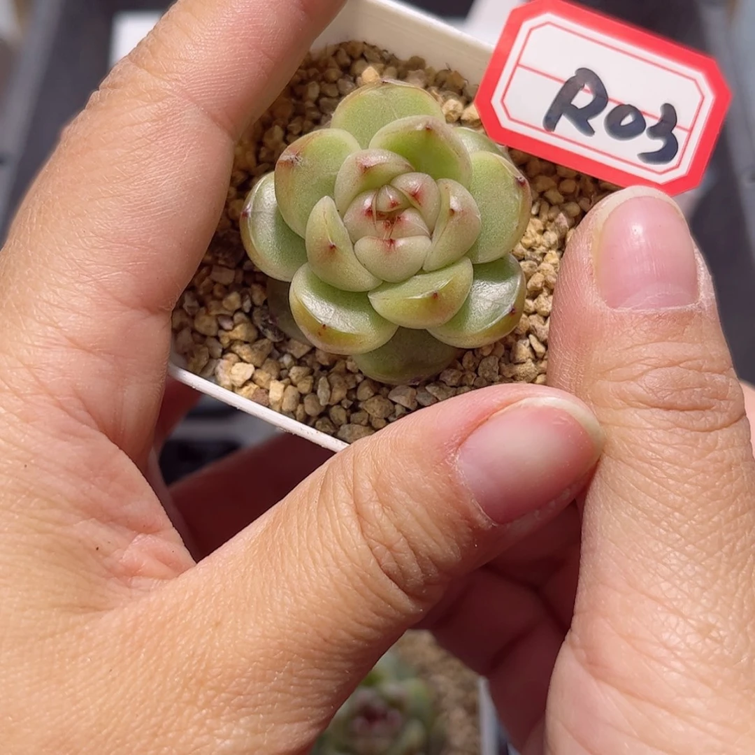 【闪购商品】盆*?R03