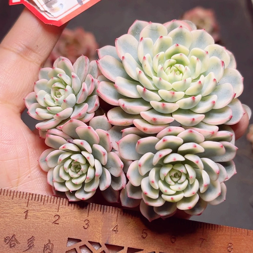 小*E718一物一拍 姬莲锦