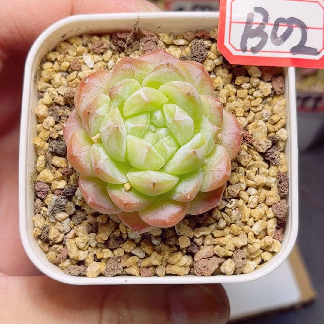 一物一拍 美心 b 02