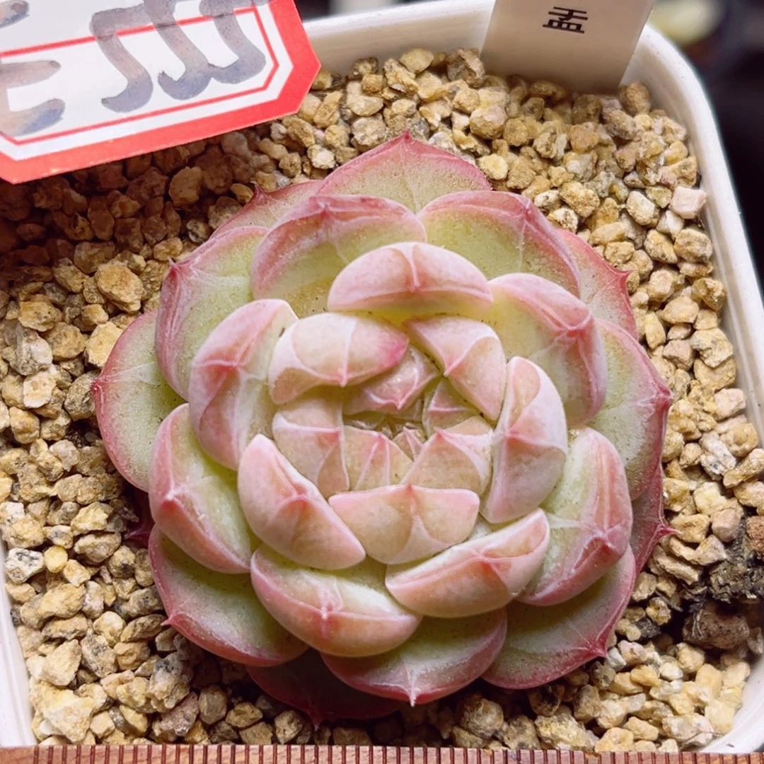 E555 一物一拍 茶盂