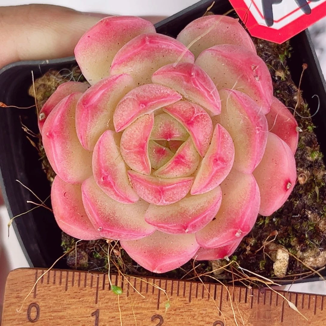 A668 一物一拍 珍妮