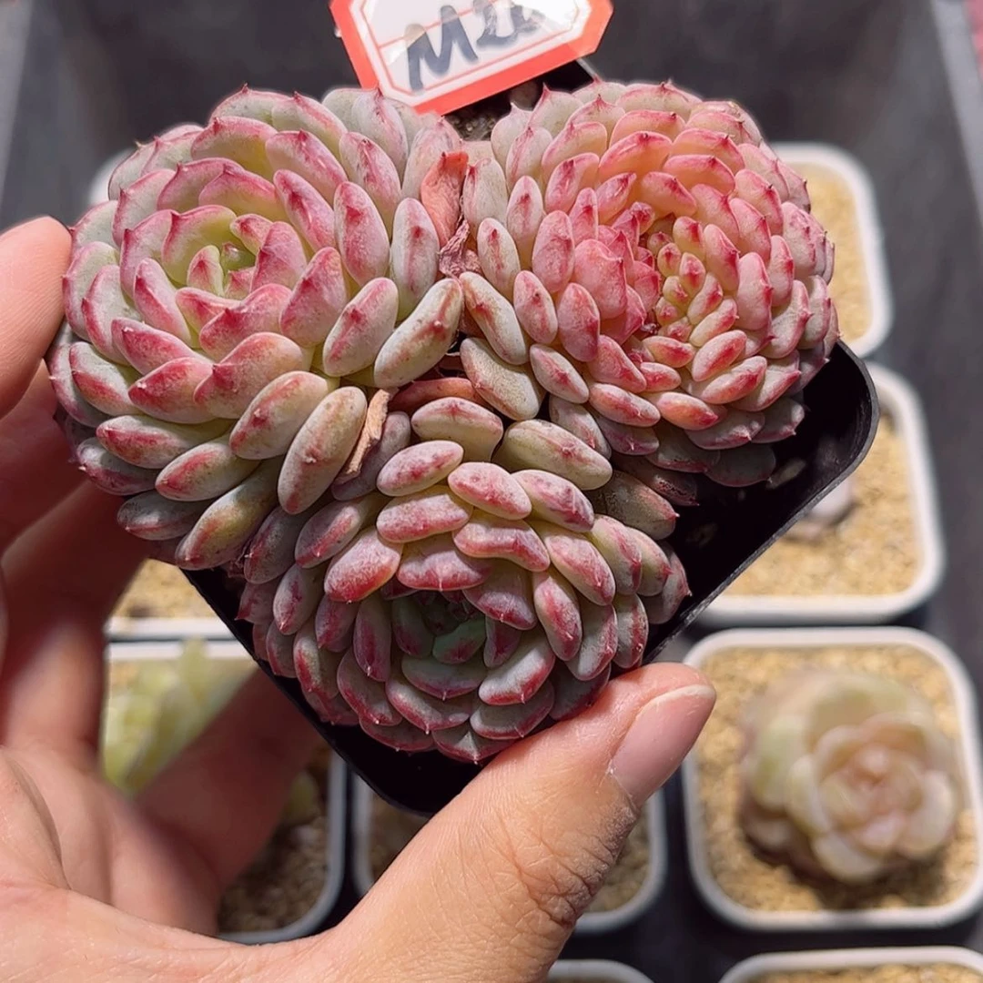 【闪购商品】惠**主M20