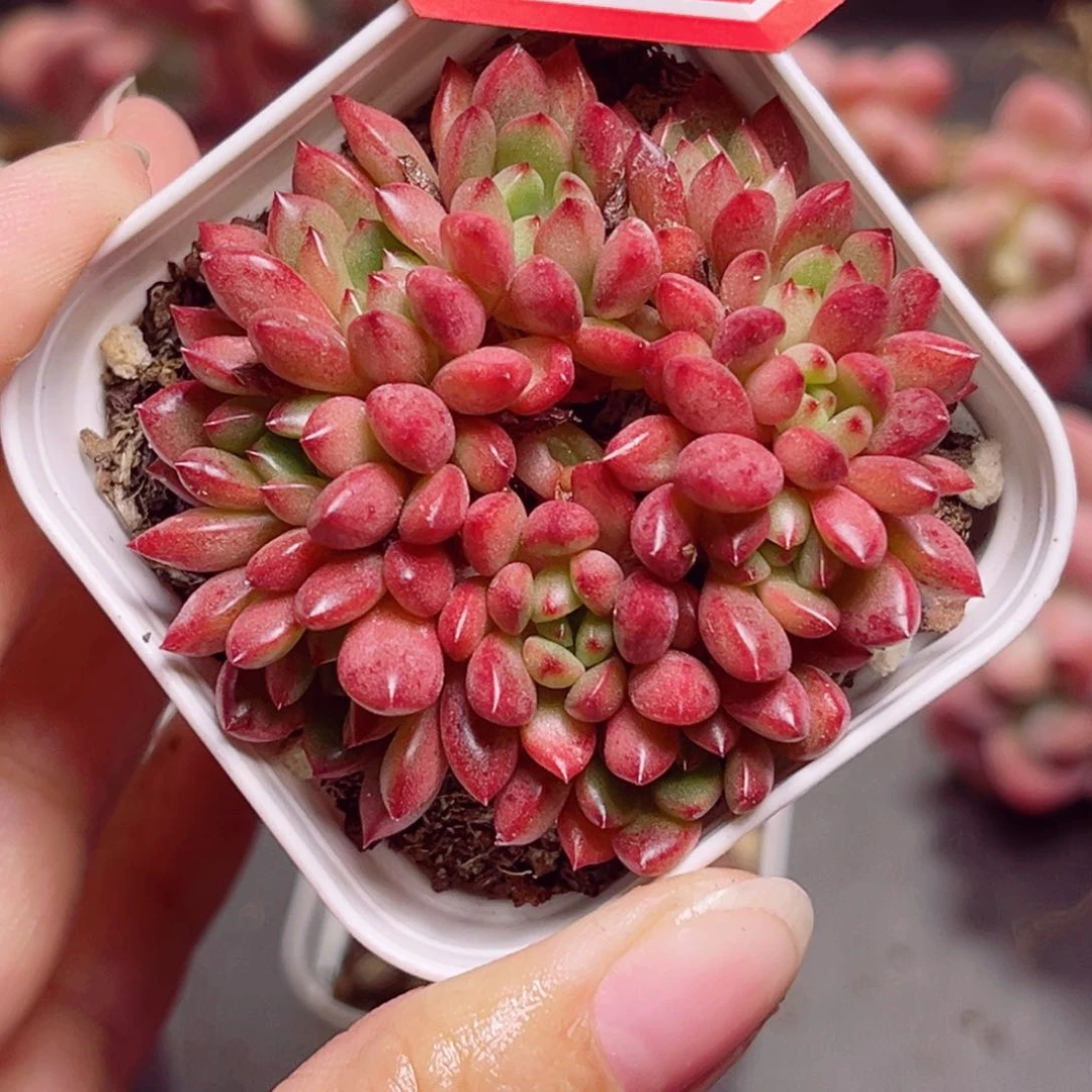 E01 一物一拍 红宝石朵朵