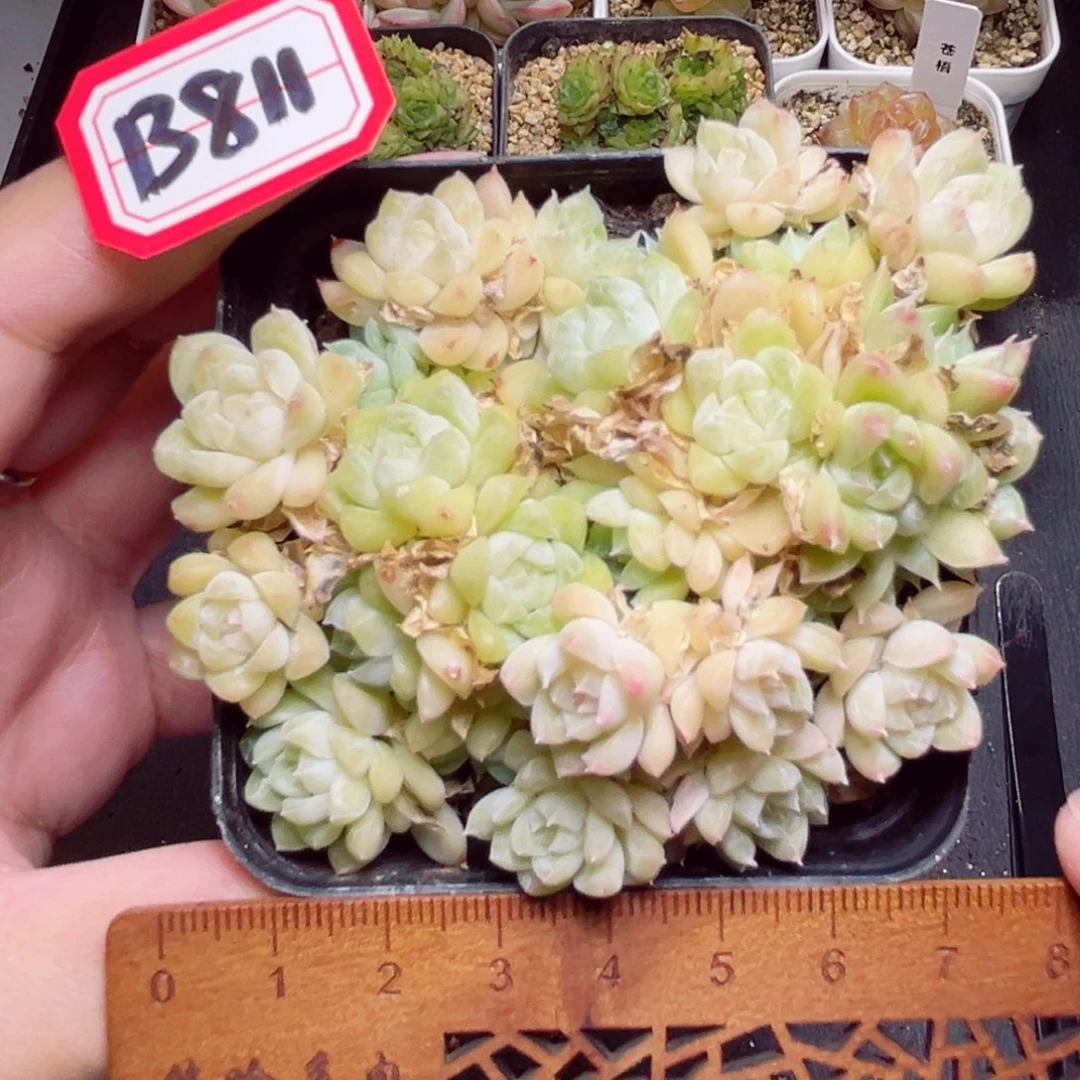 B811 一物一拍 珍妮麦杆