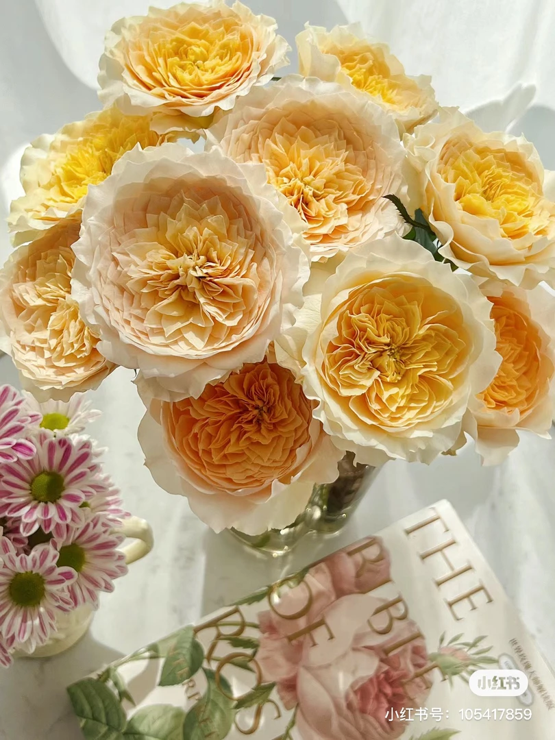 【花甜悦夏优选】艾菲单头玫瑰（百分之十不售后2个订单包邮