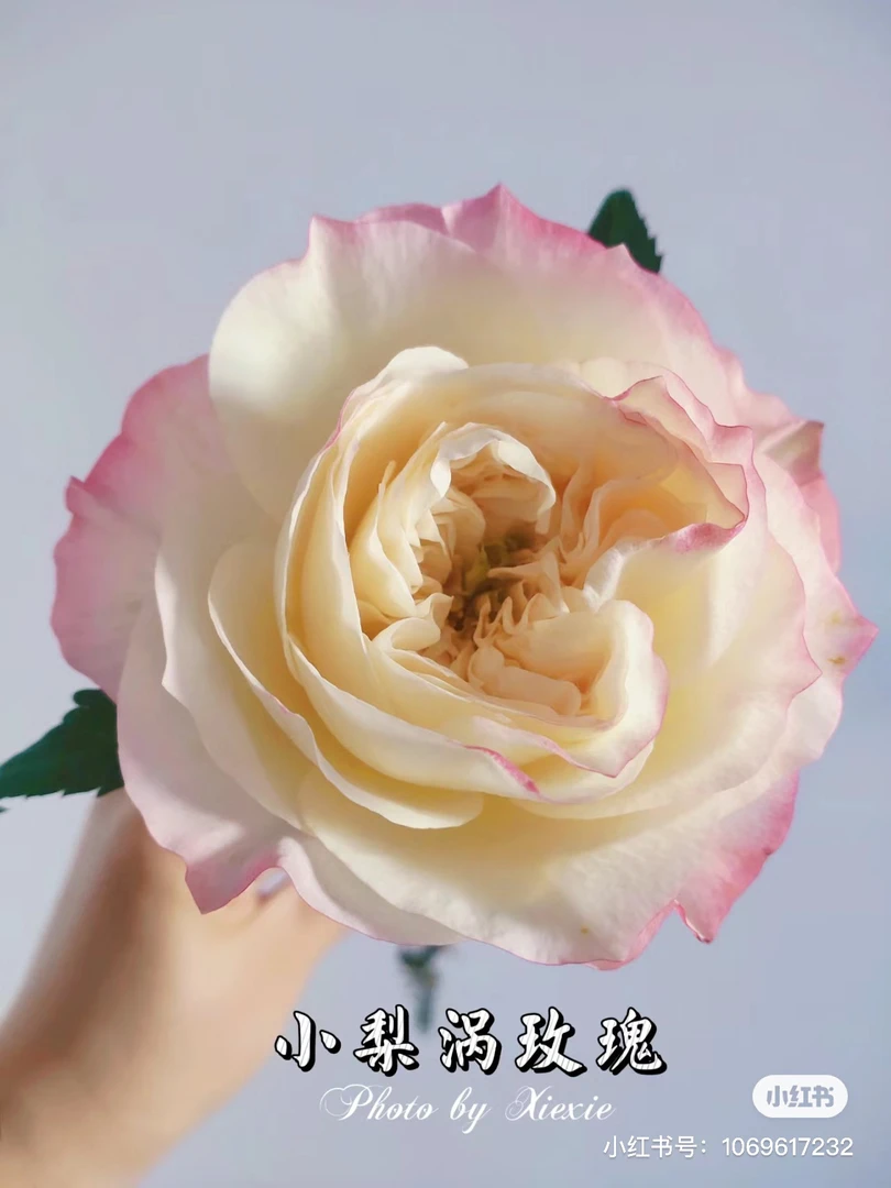 【花甜悦夏优选】小梨涡单头玫瑰（百分之十不售后2个订单包邮