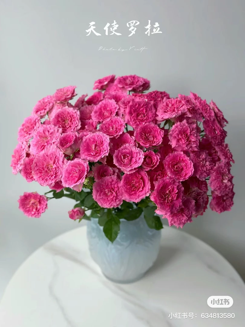 【花甜悦夏优选】天使萝拉多头玫瑰（百分之十不售后2个订单包邮