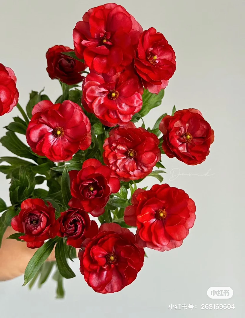 【花甜悦夏优选】大红蝴蝶洋牡丹百分之十不售后3个冷链4个空运