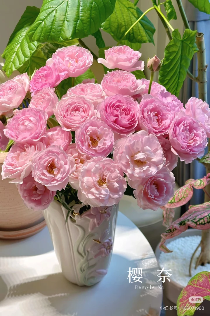 【花甜悦夏优选】樱奈多头玫瑰（百分之十不售后2个订单包邮