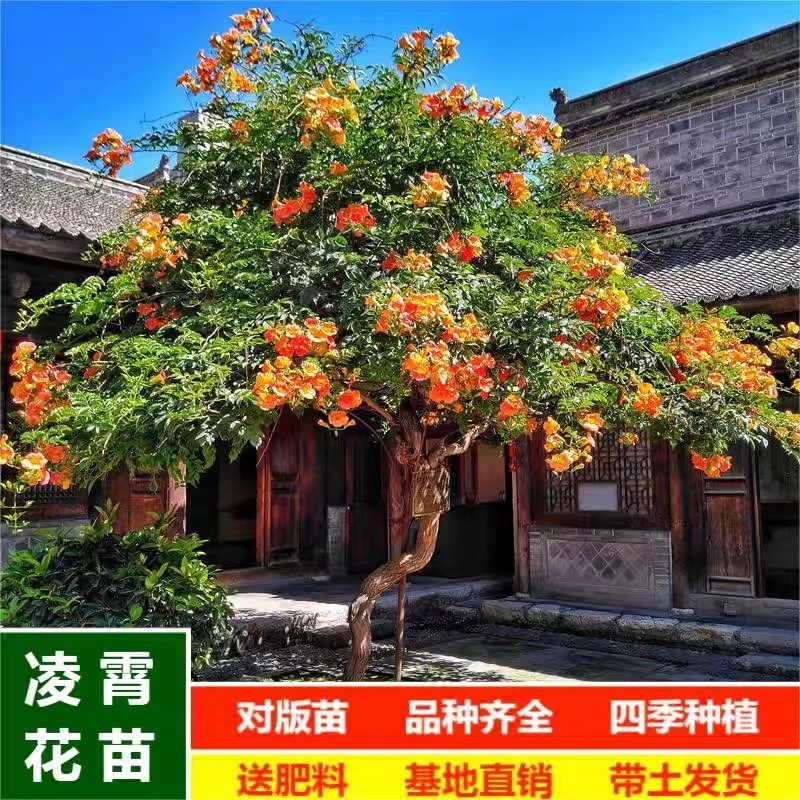 大凌霄花卉 壮苗 中华凌霄 美国凌霄 庭院南北方种植盆景带盆发货
