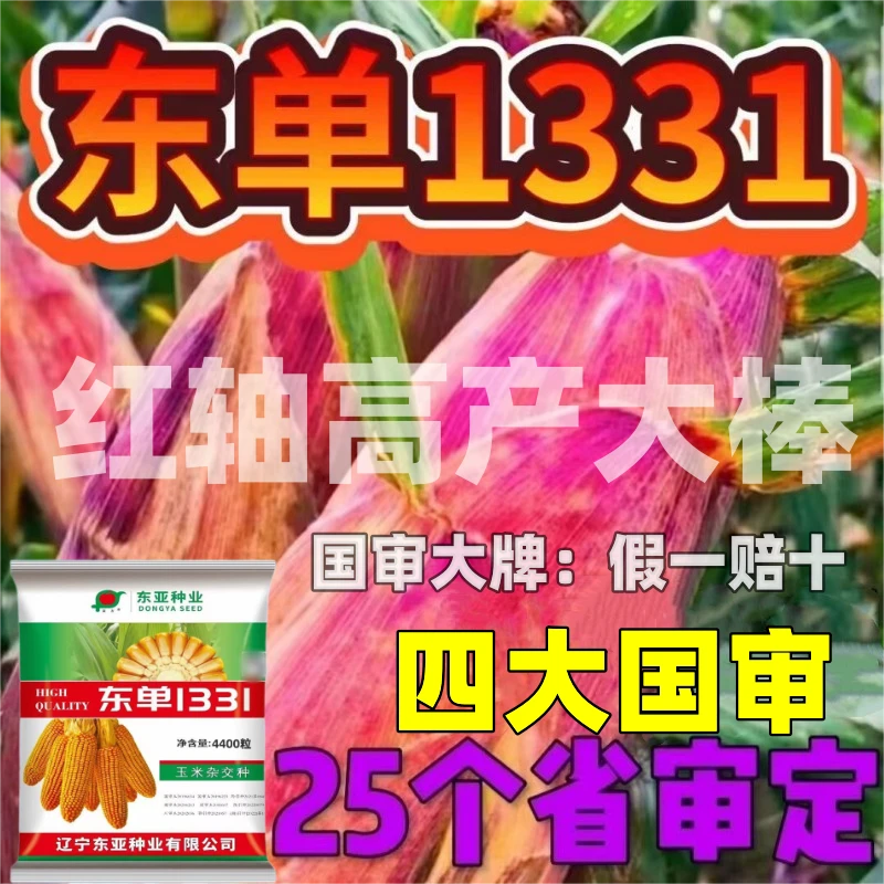 国审高产玉米种子东单1331红轴大棒矮杆抗旱抗倒耐涝南方北方适种
