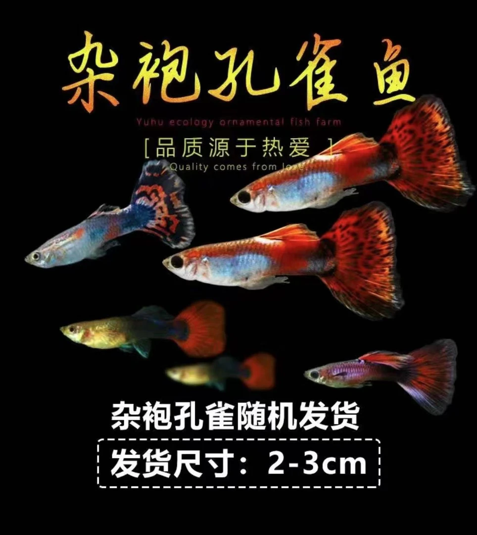 【孔雀鱼】鱼苗观赏鱼小型活体金鱼热带淡水好养凤尾水族缸