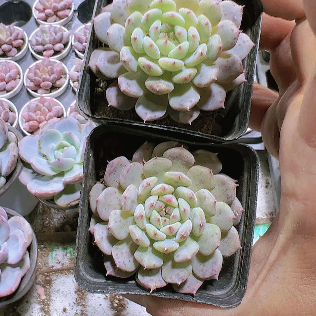 小白胖子2盆带盆带土