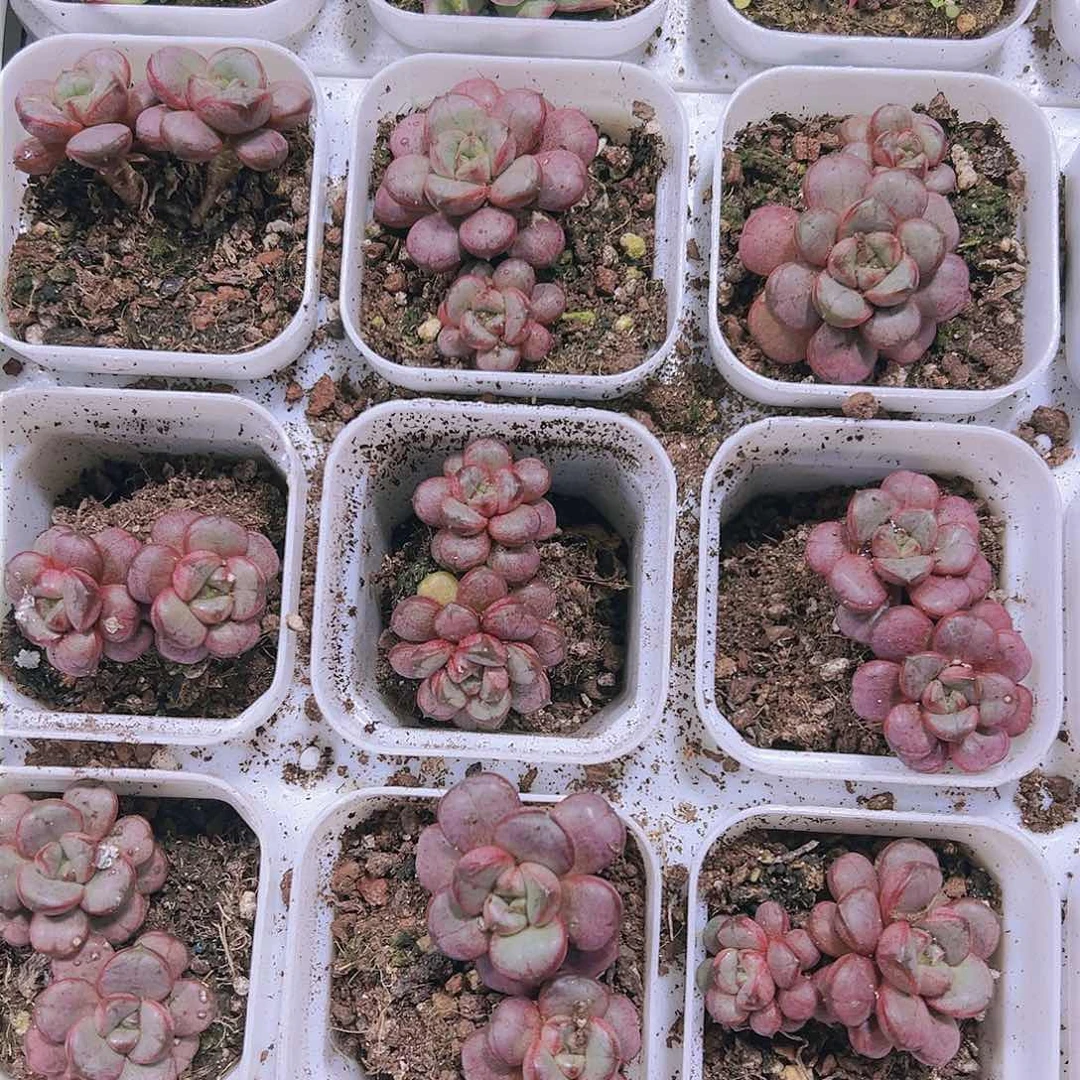 葡萄多肉植物双头19包邮