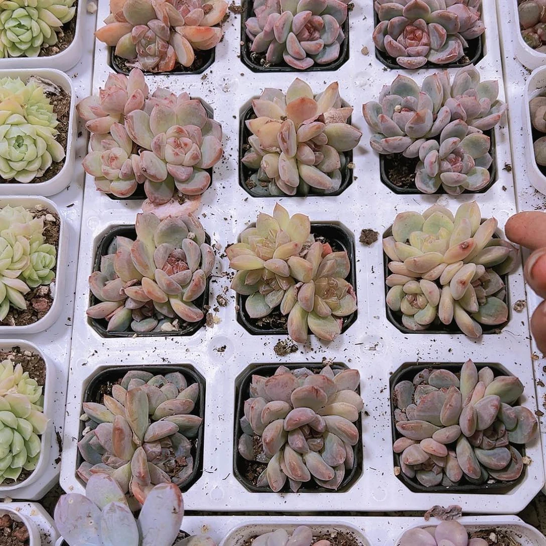 糖心刚毅群生多肉