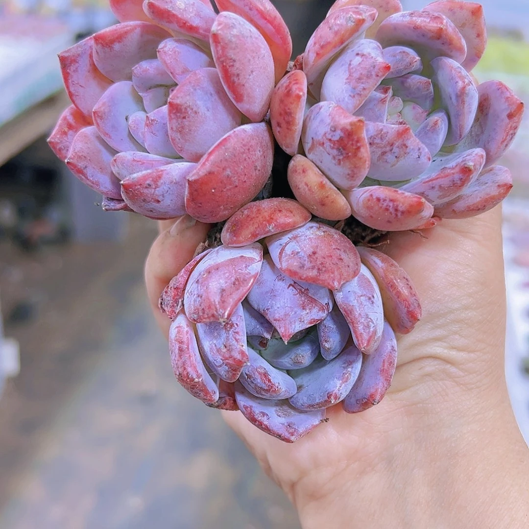 星星梦2个多肉19包邮