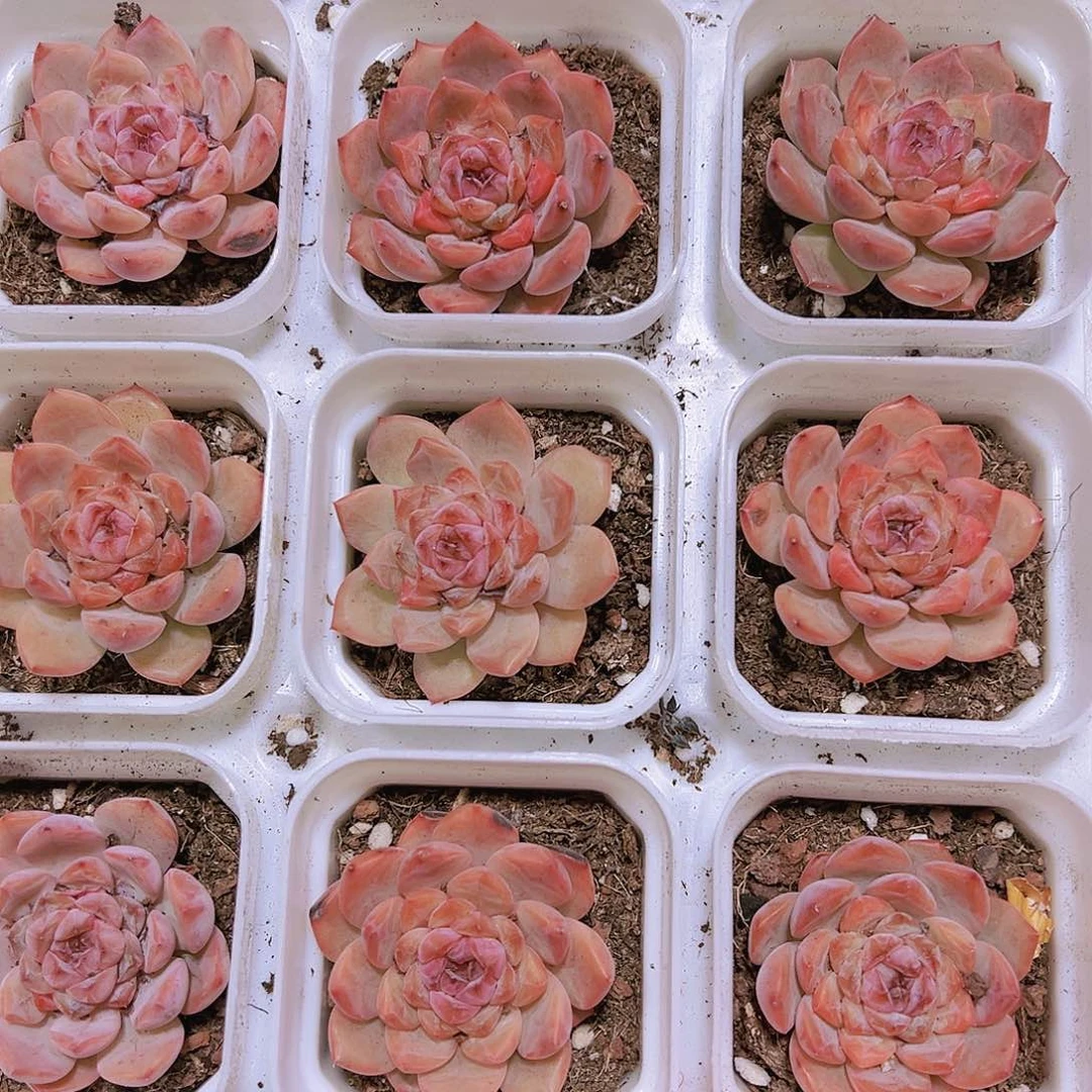 粉冰魄多肉植物19包邮