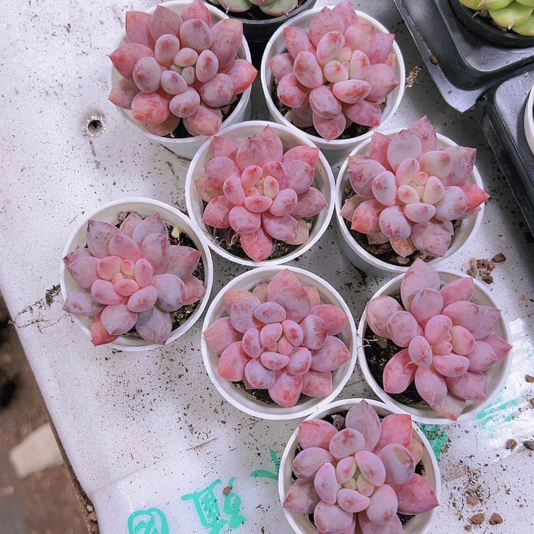 半夏多肉植物19包邮