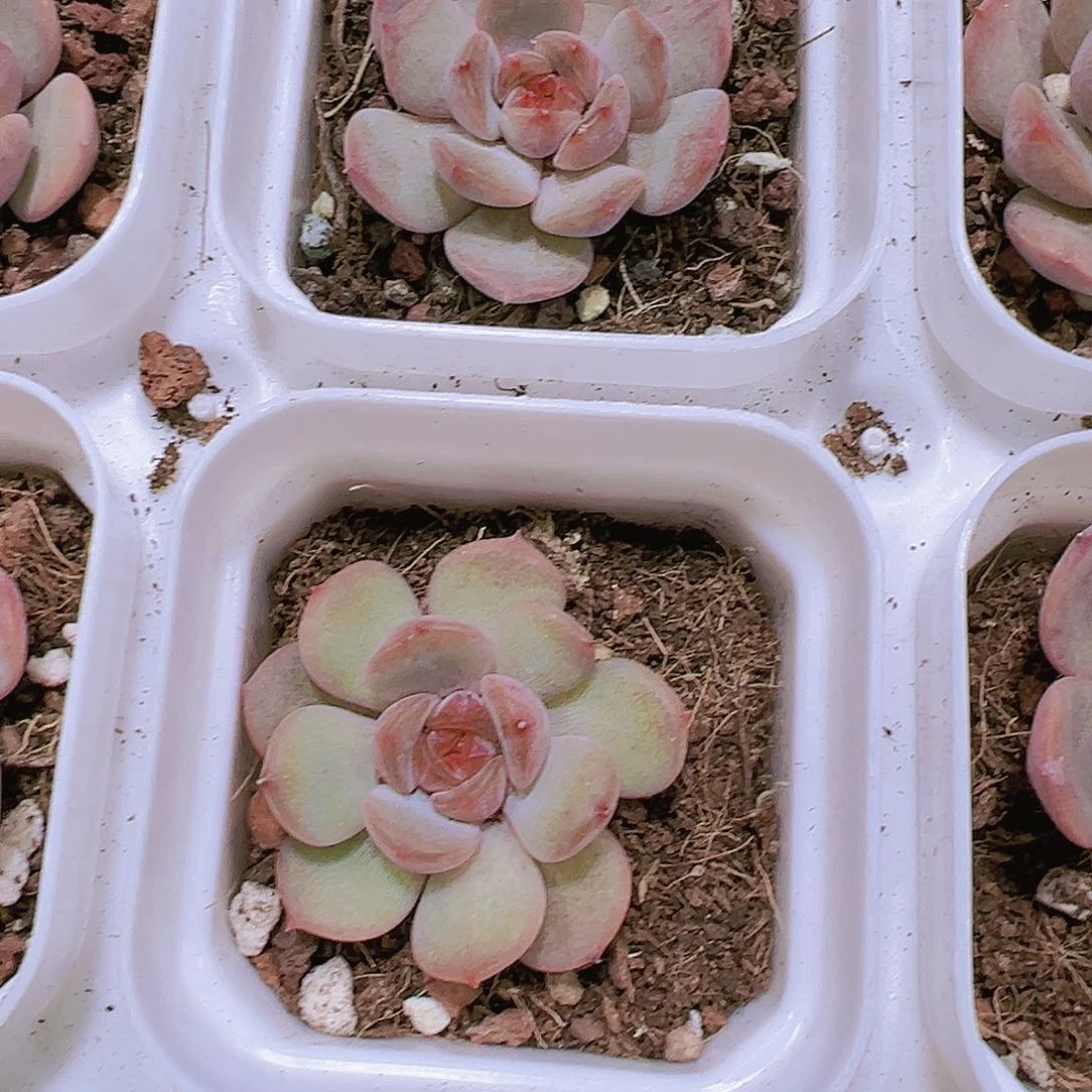 红恋带盆带土多肉