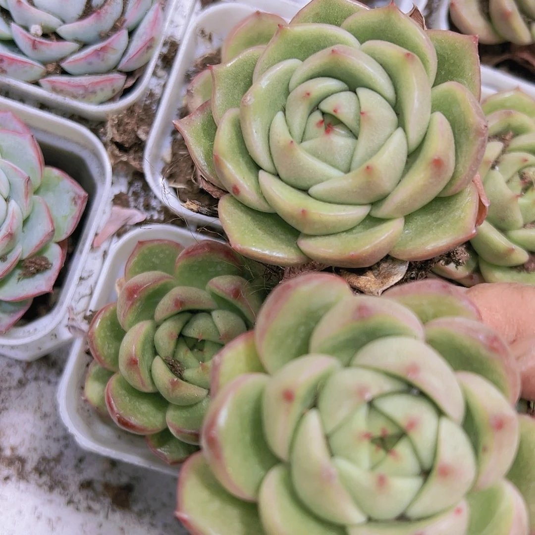 白玫瑰多肉19包邮