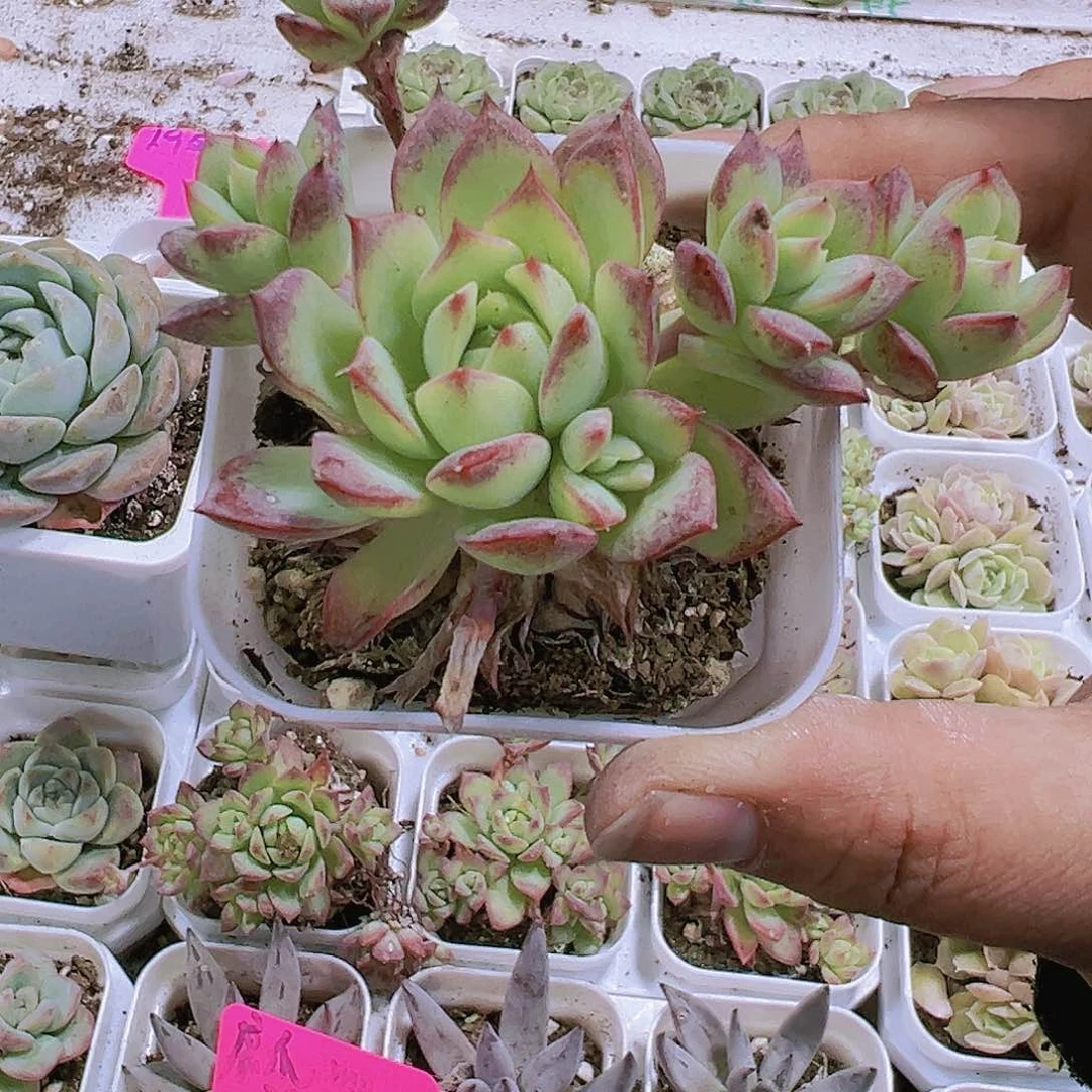 红曼莲带盆带土多肉